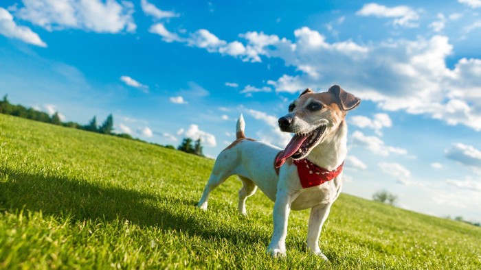 青空と犬 