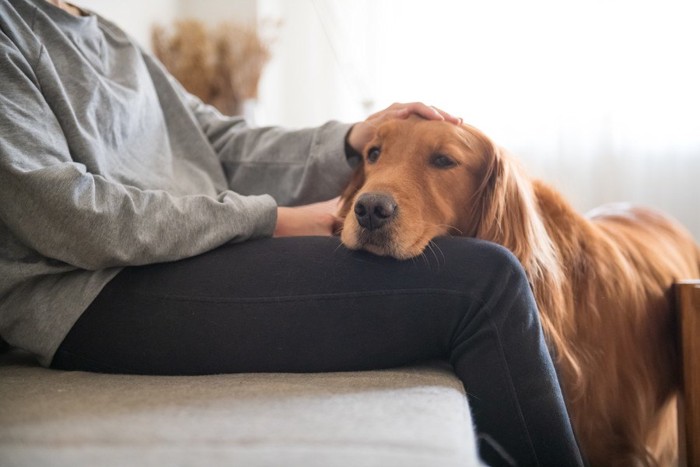 膝にあご乗せする大型犬