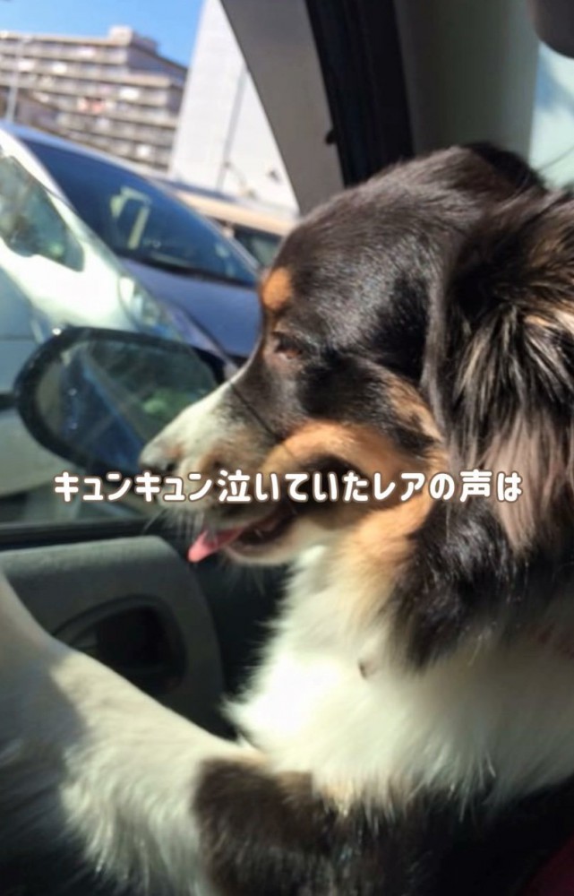 窓の外を眺める犬