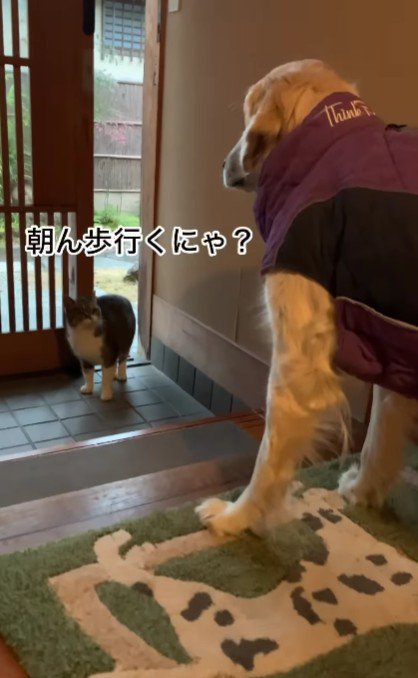 「おはようニャー」