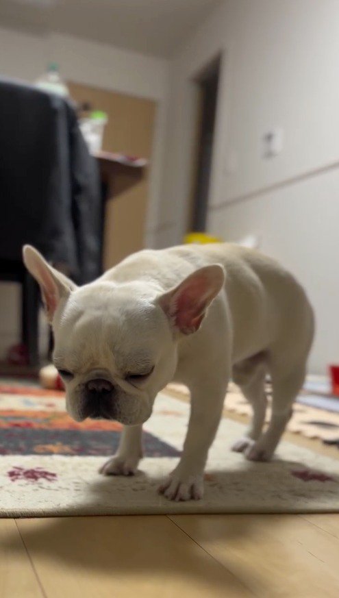 うっすらと目を開ける犬