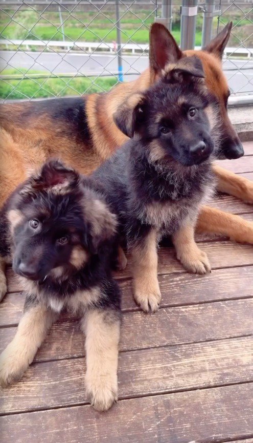首をかしげる2頭の子犬