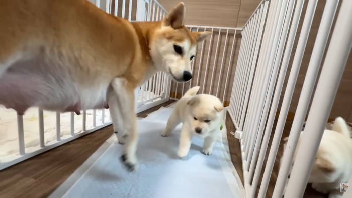 「まだ母ちゃんには敵わないや…」