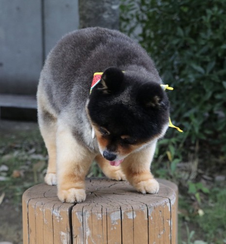 木彫りの熊