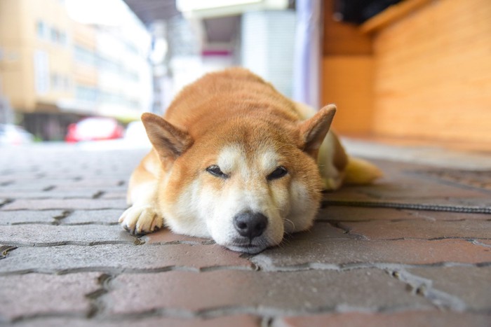 伏せて寝ている犬