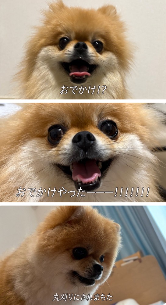 ぽちゃん