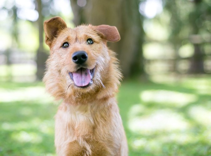 こちらを見つめる片耳が垂れた長毛の犬