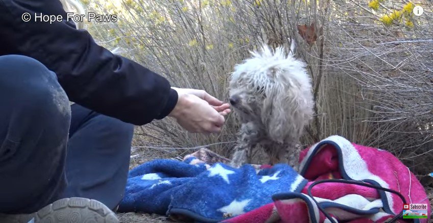 手から食べる犬