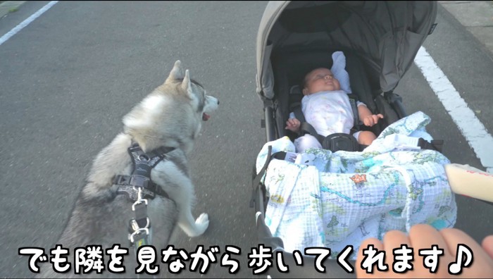 赤ちゃん用バギーに乗った赤ちゃんを見つめる犬