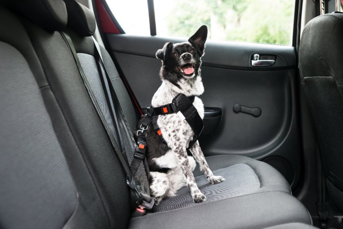 自動車の後部席に座っている犬