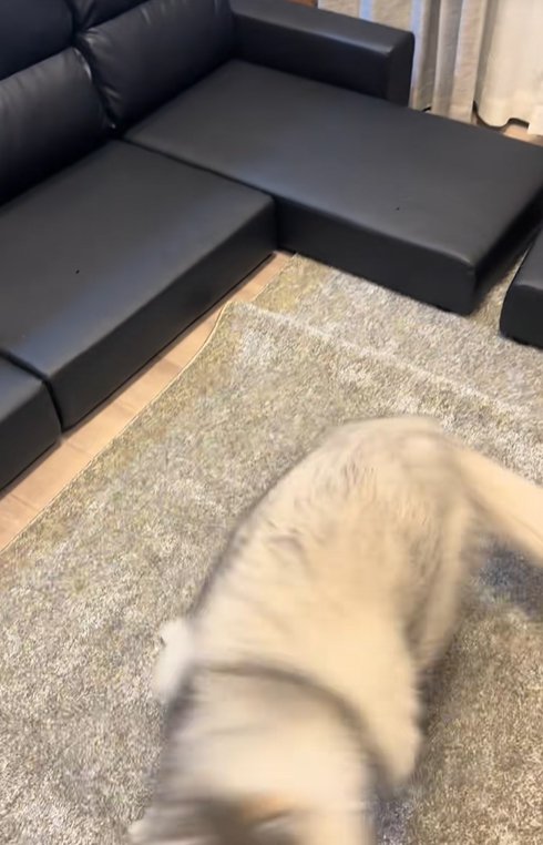 喜んで回る大型犬