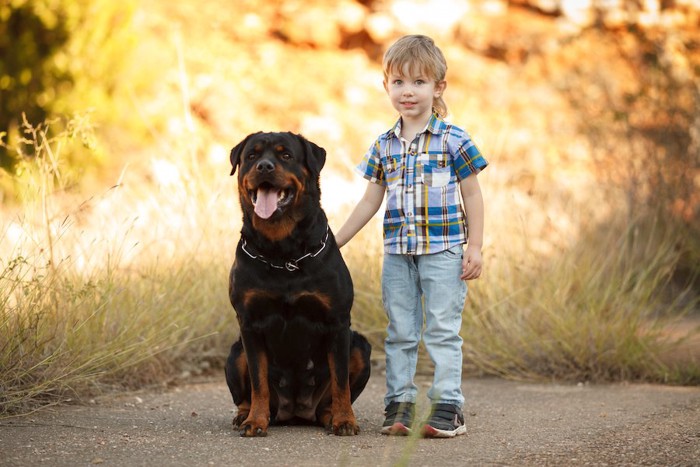 少年の隣に座っている大きな犬