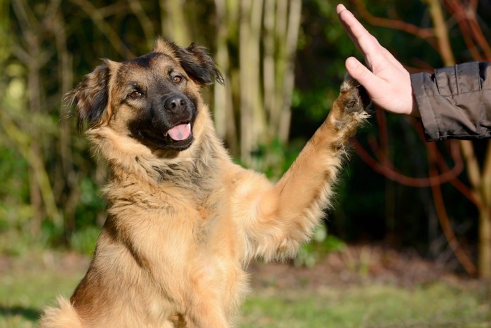 犬と手