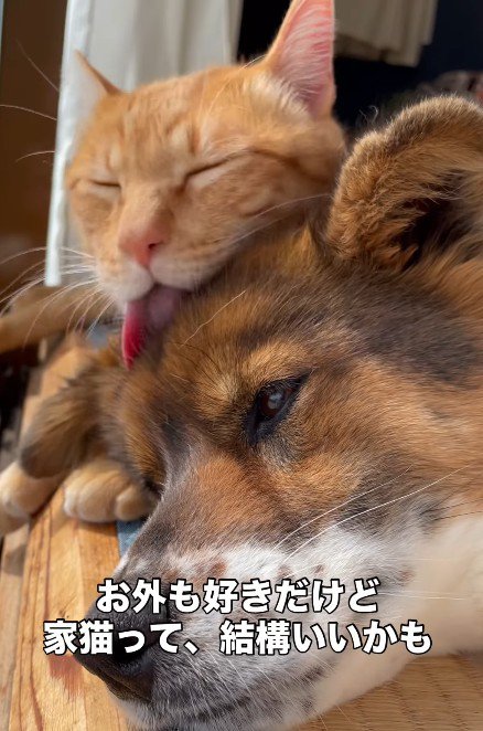 種を超えた絆に感動