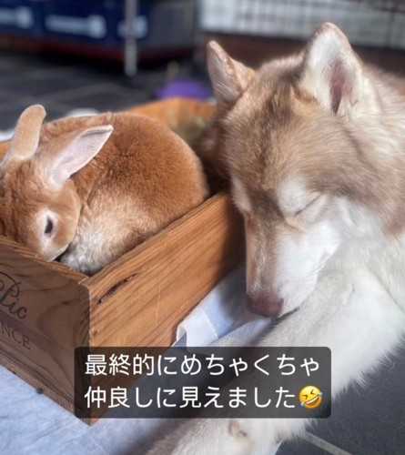 うさぎに寄り添って寝る犬