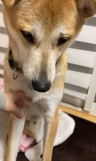 胸を撫でられる大型犬