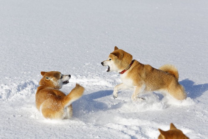 柴犬が吠えあう