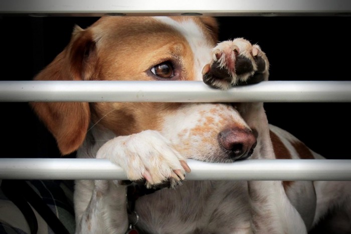 寂しそうに外を眺める犬