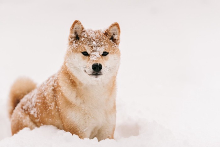 雪にまみれた柴犬