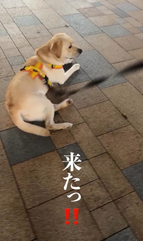 ママさんのお迎えに来たレオンくん3