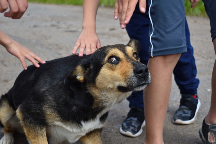 子供たちの手と不安そうな犬