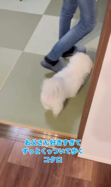 畳の上を男性について歩くペキニーズ