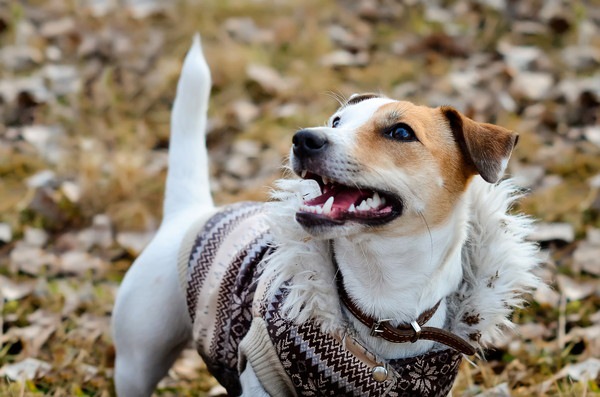 オシャレ着の犬