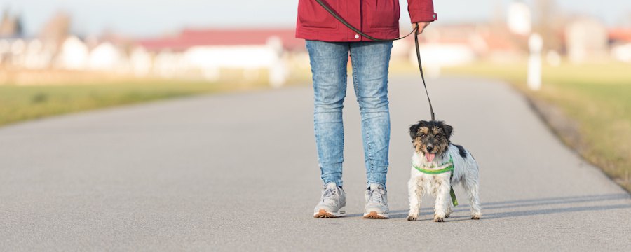 飼い主とお散歩中の犬