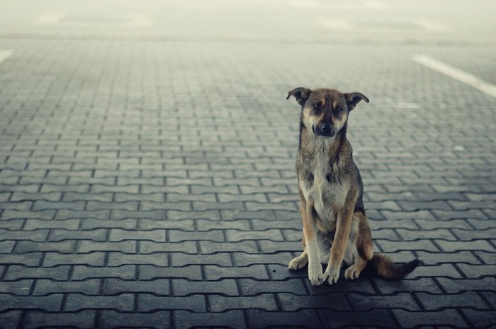 悲しげな表情の犬