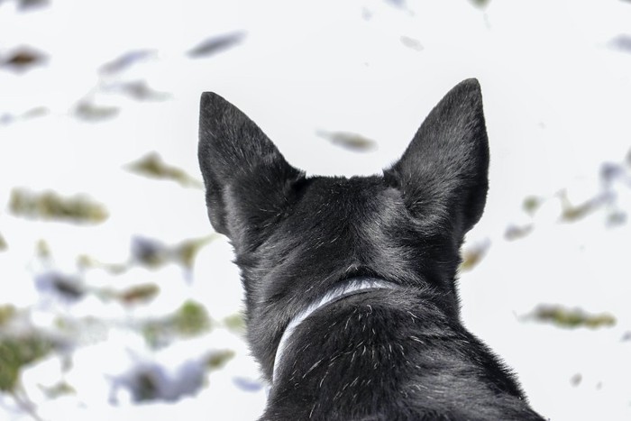 犬の後頭部アップ