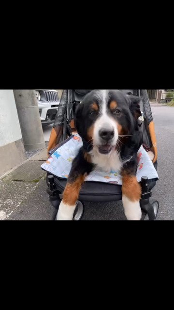 元気なシニア犬