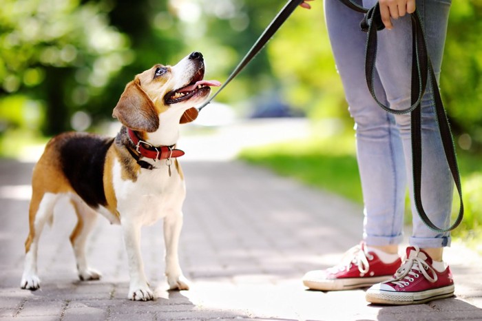 散歩中の犬