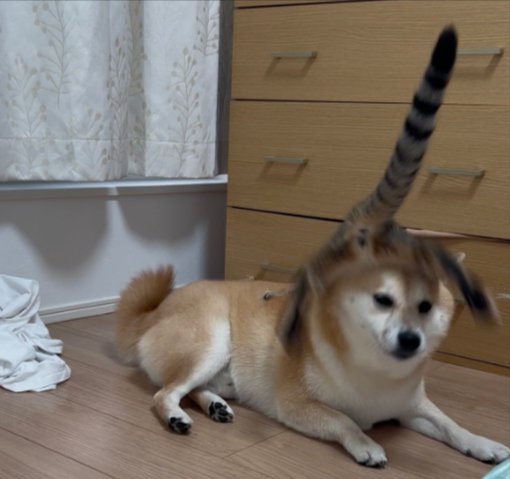 襲来