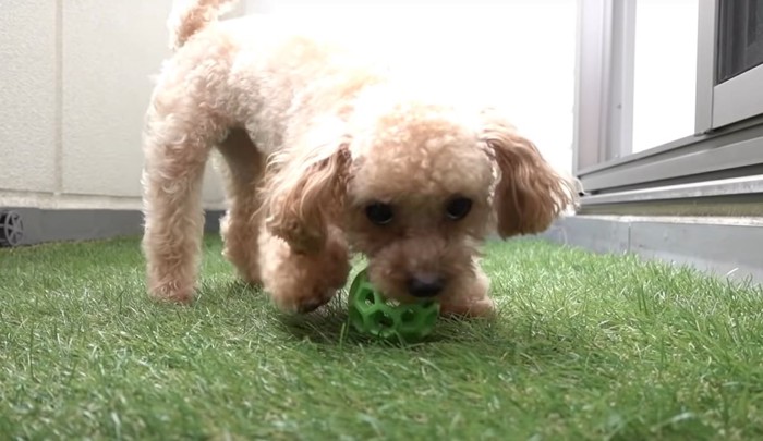 ベランダで遊ぶ犬