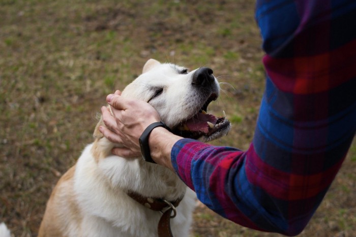 撫でられて嬉しそうな表情を見せる犬