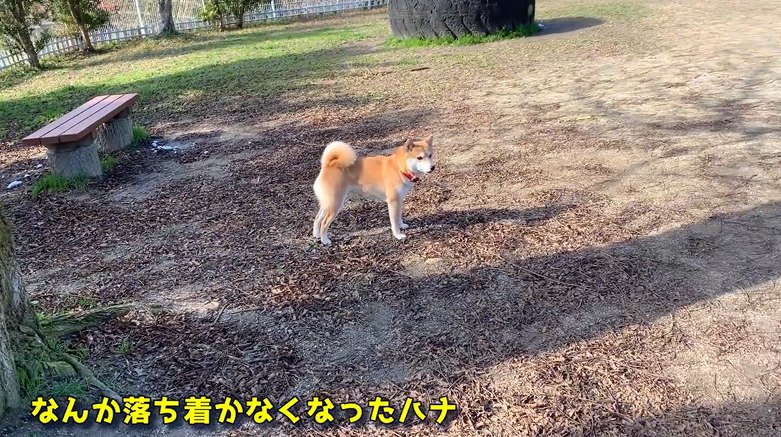 広場にたたずむ犬