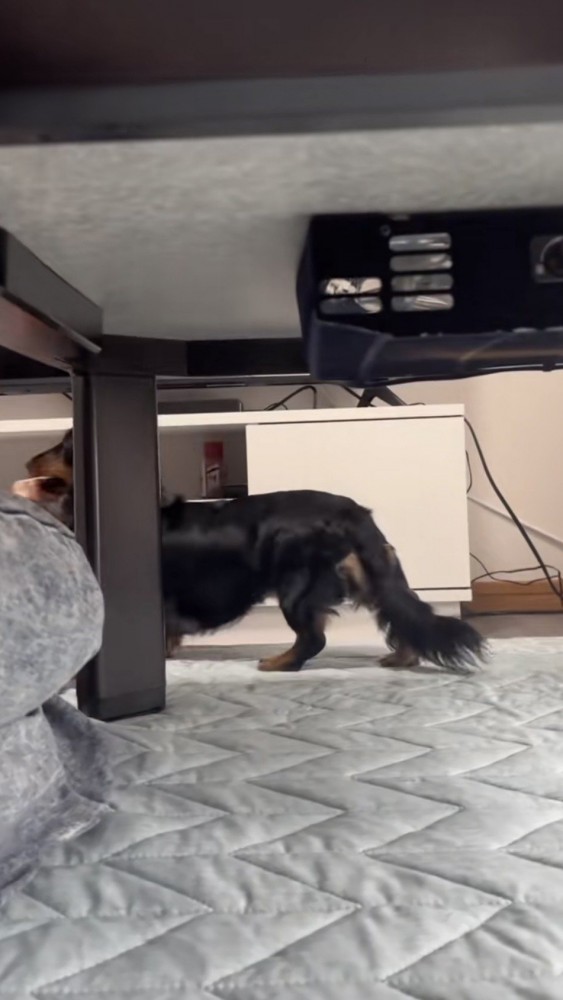机の向こうへ去っていく犬