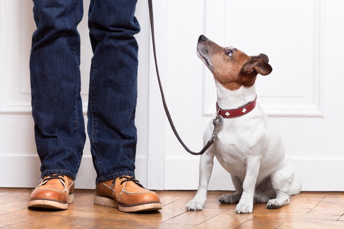 人の足とリードに繋がれた犬