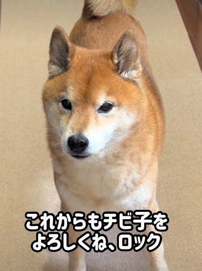 頼もしいお兄ちゃんになったね