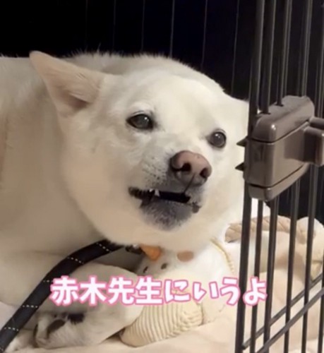牙を引っ込め始める犬