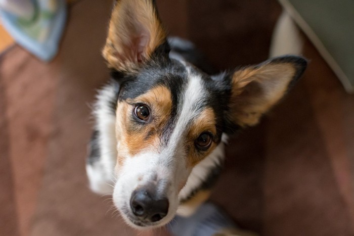 足元で見上げる犬の顔のアップ