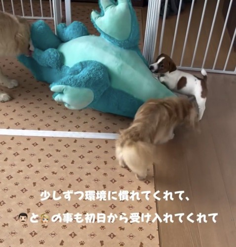 大きなぬいぐるみのそばにいる3匹の犬