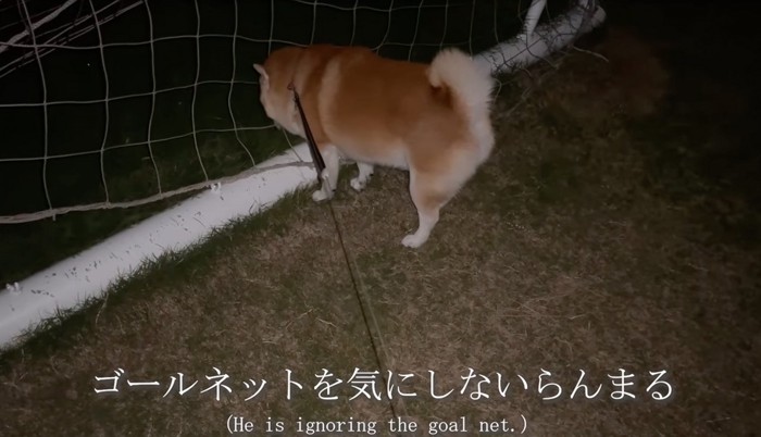 草に夢中な柴犬