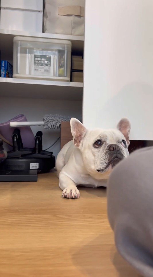 扉の下で飼い主を見つめる犬