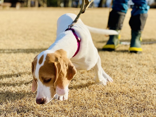 散歩する犬