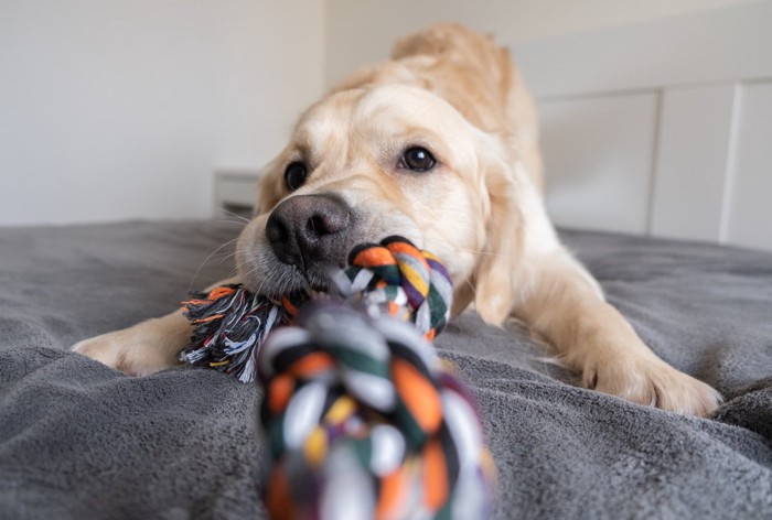 ロープを噛む犬