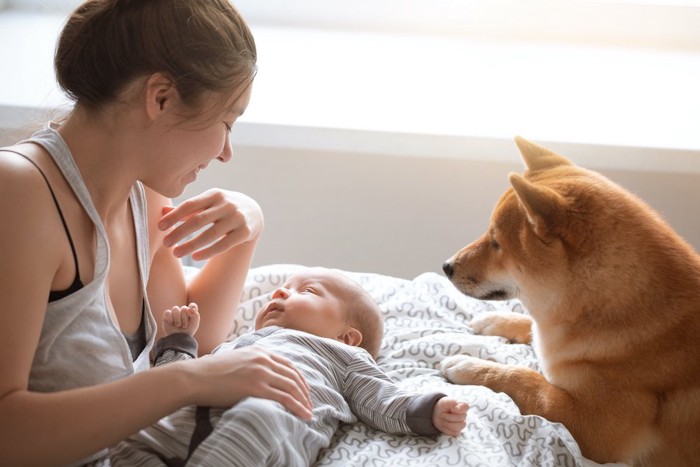 赤ちゃんを見つめる母親と柴犬