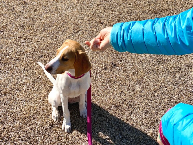 ぷいっと顔をそむける垂れ耳の犬