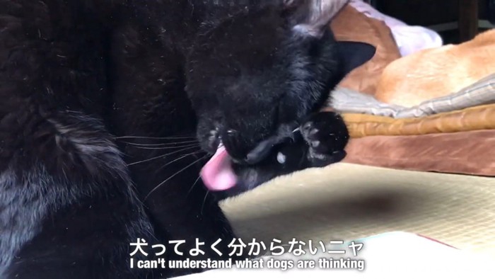 「なんでわざわざ回るの？犬って不思議…」