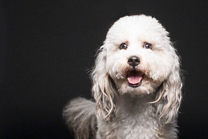 驚いた表情の犬